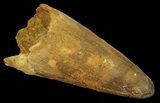 Bargain, Cretaceous Fossil Crocodile (Elosuchus) Tooth - Morocco #67029-1